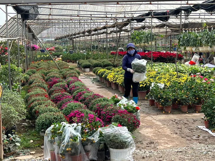 Xuân Quan tất bật thu hoạch hoa dịp Tết Nguyên đán - Ảnh 2. Xuân Quan tất bật thu hoạch hoa dịp Tết Nguyên đán - Ảnh 2.