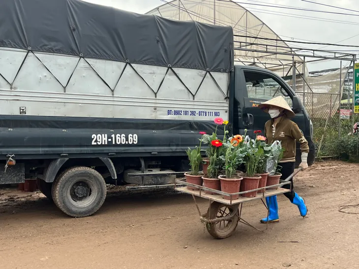 Xuân Quan tất bật thu hoạch hoa dịp Tết Nguyên đán - Ảnh 8. Xuân Quan tất bật thu hoạch hoa dịp Tết Nguyên đán - Ảnh 8.
