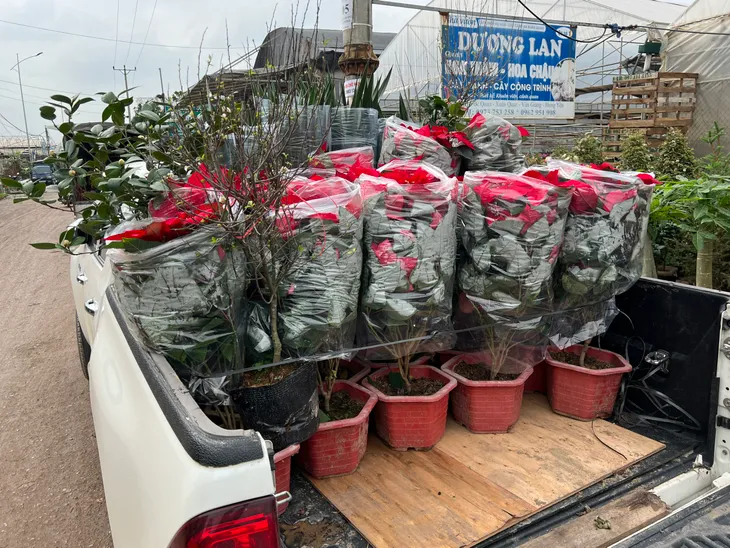 Xuân Quan tất bật thu hoạch hoa dịp Tết Nguyên đán - Ảnh 5. Xuân Quan tất bật thu hoạch hoa dịp Tết Nguyên đán - Ảnh 5.