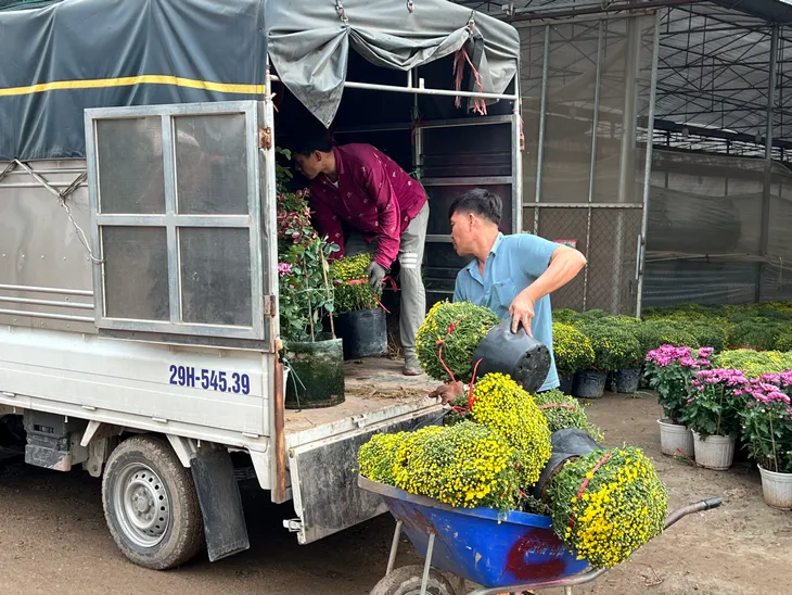 Xuân Quan tất bật thu hoạch hoa dịp Tết Nguyên đán - Ảnh 6. Xuân Quan tất bật thu hoạch hoa dịp Tết Nguyên đán - Ảnh 6.