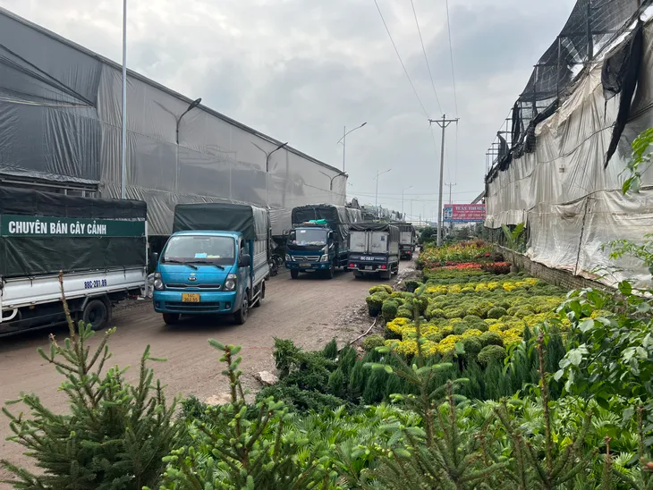 Xuân Quan tất bật thu hoạch hoa dịp Tết Nguyên đán - Ảnh 1. Xuân Quan tất bật thu hoạch hoa dịp Tết Nguyên đán - Ảnh 1.