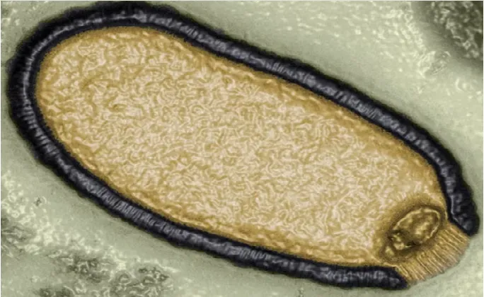 Virus thây ma Bắc Cực có thể gây ra đại dịch nguy hiểm mới - Ảnh 1. Virus thây ma Bắc Cực có thể gây ra đại dịch nguy hiểm mới - Ảnh 1.