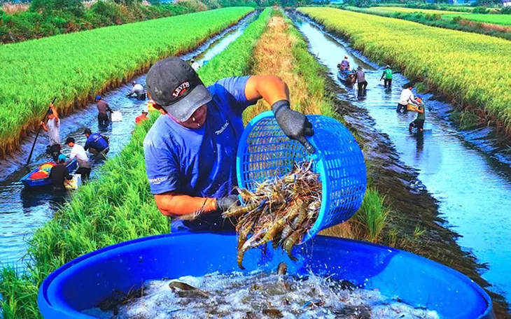 Ngành tôm hướng tới mục tiêu 4 tỷ USD - Ảnh 3. Ngành tôm hướng tới mục tiêu 4 tỷ USD - Ảnh 3.