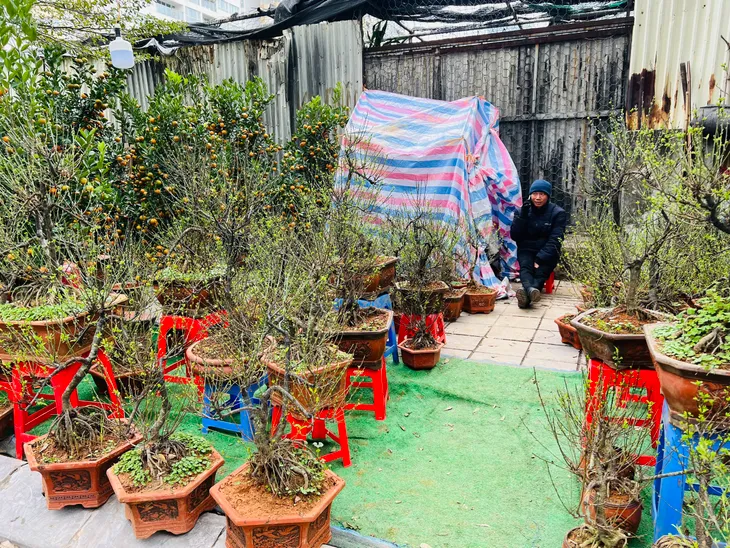 Tiểu thương bán cây cảnh Tết gồng mình trong giá rét - Ảnh 2. Tiểu thương bán cây cảnh Tết gồng mình trong giá rét - Ảnh 2.