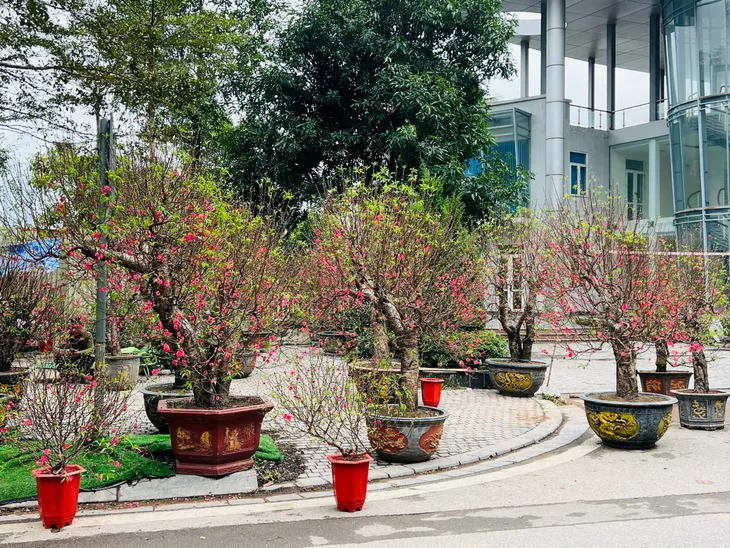 Nhộn nhịp các tuyến phố bán cây cảnh Tết - Ảnh 5. Nhộn nhịp các tuyến phố bán cây cảnh Tết - Ảnh 5.