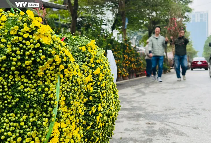 Nhộn nhịp các tuyến phố bán cây cảnh Tết - Ảnh 6. Nhộn nhịp các tuyến phố bán cây cảnh Tết - Ảnh 6.