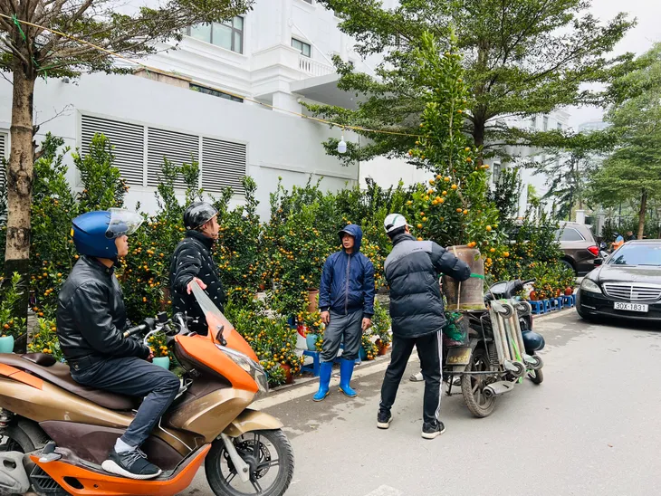 Nhộn nhịp các tuyến phố bán cây cảnh Tết - Ảnh 8. Nhộn nhịp các tuyến phố bán cây cảnh Tết - Ảnh 8.