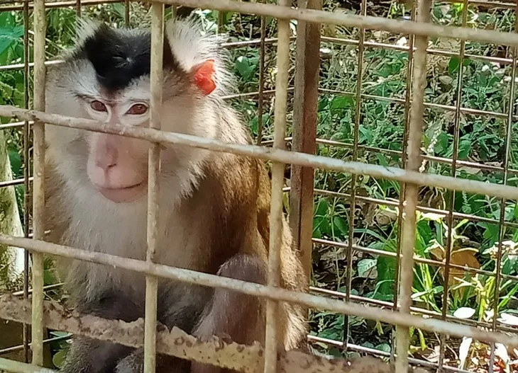 Bình Phước: Bàn giao cá thể khỉ đuôi lợn cho Hạt kiểm lâm huyện Bù Đăng - Ảnh 1. Bình Phước: Bàn giao cá thể khỉ đuôi lợn cho Hạt kiểm lâm huyện Bù Đăng - Ảnh 1.