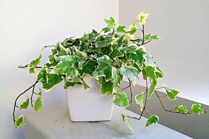 3 loại cây sinh vượng khí ngày Tết - Ảnh 1. 3 loại cây sinh vượng khí ngày Tết - Ảnh 1.
