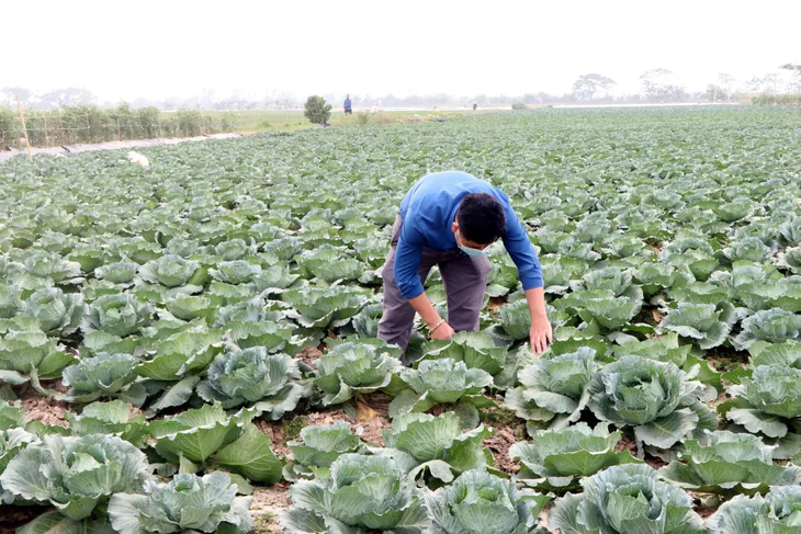 Hơn 1,5 triệu tấn rau phục vụ Tết Nguyên đán - Ảnh 1. Hơn 1,5 triệu tấn rau phục vụ Tết Nguyên đán - Ảnh 1.