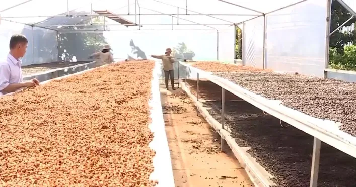 Cà phê Việt: Muốn đi xa phải có gốc vững - Ảnh 2. Cà phê Việt: Muốn đi xa phải có gốc vững - Ảnh 2.