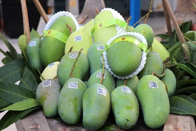 Xuất khẩu 7 tấn xoài tượng da xanh - Ảnh 1. Xuất khẩu 7 tấn xoài tượng da xanh - Ảnh 1.