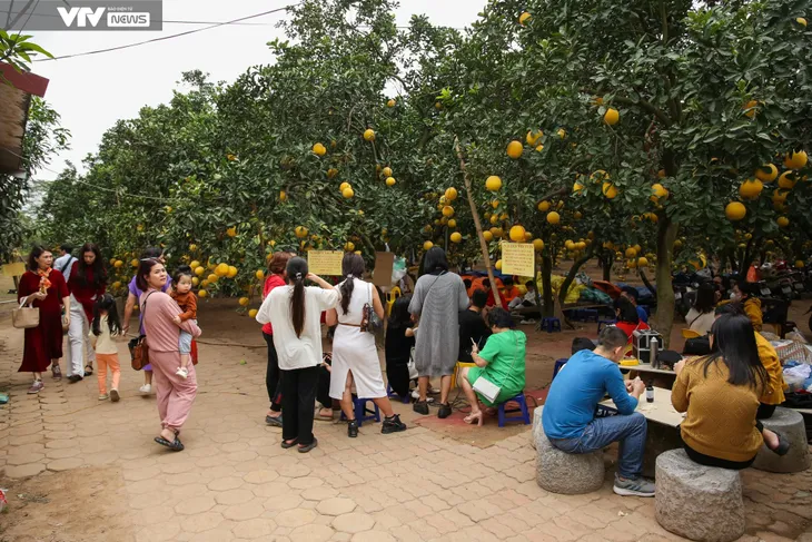 Người dân Hà Nội nô nức check-in vườn bưởi cổ tích - Ảnh 6. Người dân Hà Nội nô nức check-in vườn bưởi cổ tích - Ảnh 6.