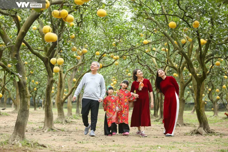 Người dân Hà Nội nô nức check-in vườn bưởi cổ tích - Ảnh 5. Người dân Hà Nội nô nức check-in vườn bưởi cổ tích - Ảnh 5.