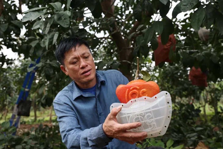 Bưởi đỏ tiến vua hút khách trước dịp Tết Nguyên đán Giáp Thìn - Ảnh 2. Bưởi đỏ tiến vua hút khách trước dịp Tết Nguyên đán Giáp Thìn - Ảnh 2.