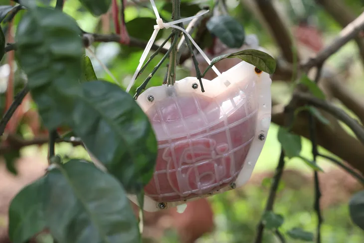 Bưởi đỏ tiến vua hút khách trước dịp Tết Nguyên đán Giáp Thìn - Ảnh 3. Bưởi đỏ tiến vua hút khách trước dịp Tết Nguyên đán Giáp Thìn - Ảnh 3.