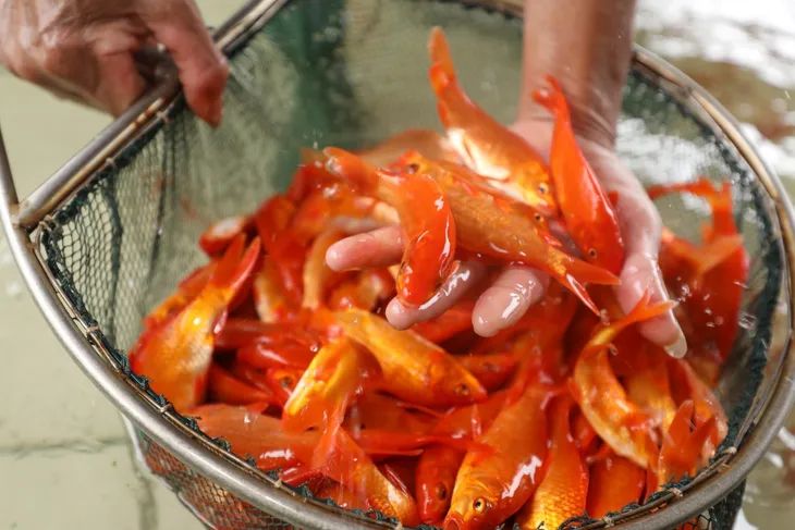 Chợ cá nhộn nhịp trước ngày ông Công ông Táo - Ảnh 1. Chợ cá nhộn nhịp trước ngày ông Công ông Táo - Ảnh 1.