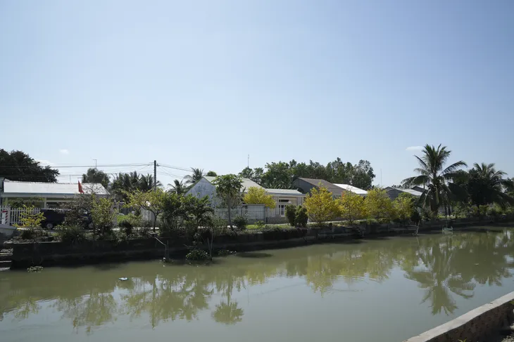 Hoa mai nở vàng rực đường nông thôn miền Tây dịp Tết - Ảnh 15.