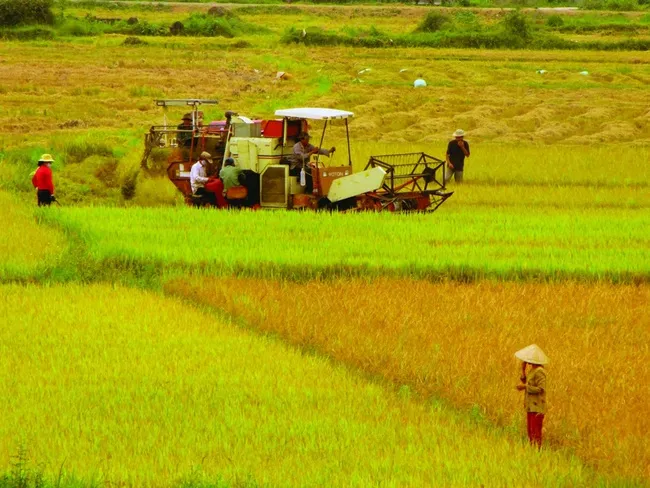 Cơ hội và thách thức của lúa gạo Việt Nam - Ảnh 2. Cơ hội và thách thức của lúa gạo Việt Nam - Ảnh 2.
