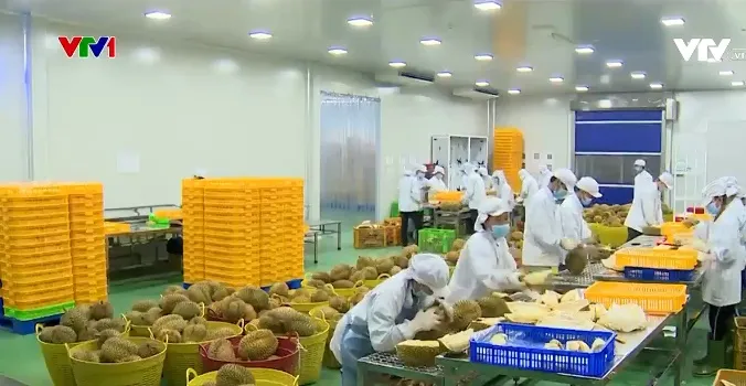 Nông sản Việt Nam phổ biến trên kệ hàng quốc tế - Ảnh 4. Nông sản Việt Nam phổ biến trên kệ hàng quốc tế - Ảnh 4.