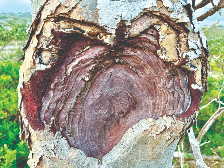 Socotra: Hòn đảo của những điều thú vị - Ảnh 2. Socotra: Hòn đảo của những điều thú vị - Ảnh 2.