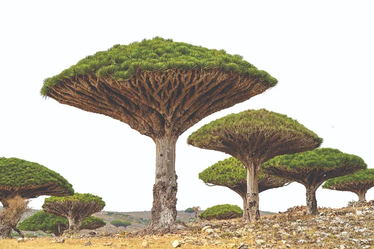 Socotra: Hòn đảo của những điều thú vị - Ảnh 1. Socotra: Hòn đảo của những điều thú vị - Ảnh 1.