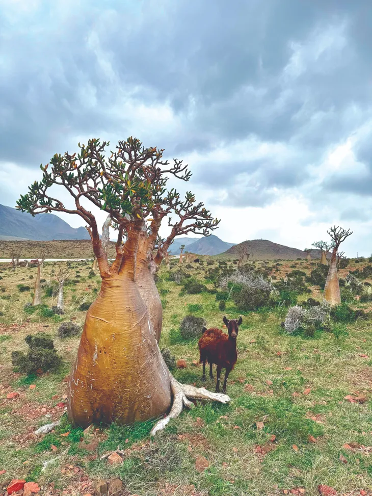Socotra: Hòn đảo của những điều thú vị - Ảnh 3. Socotra: Hòn đảo của những điều thú vị - Ảnh 3.