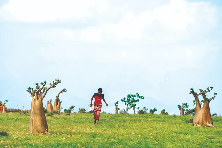 Socotra: Hòn đảo của những điều thú vị - Ảnh 7. Socotra: Hòn đảo của những điều thú vị - Ảnh 7.