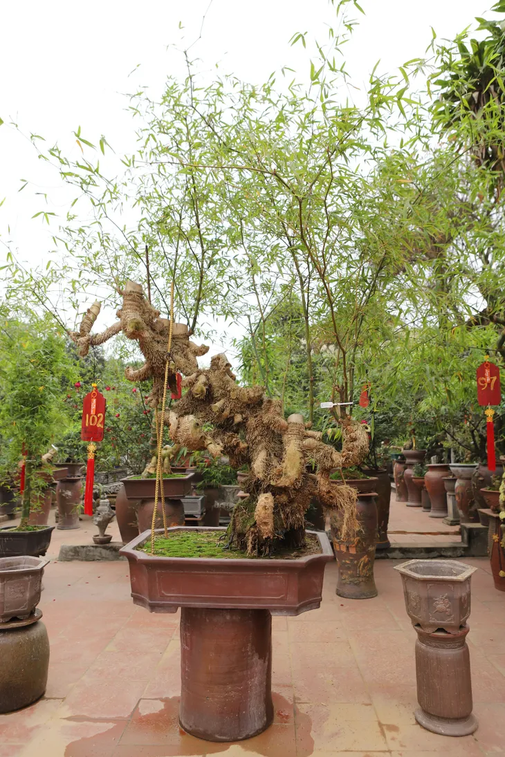 Chàng nghệ nhân bonsai 9x với khát khao lan tỏa giá trị cây tre Việt Nam - Ảnh 7. Chàng nghệ nhân bonsai 9x với khát khao lan tỏa giá trị cây tre Việt Nam - Ảnh 7.