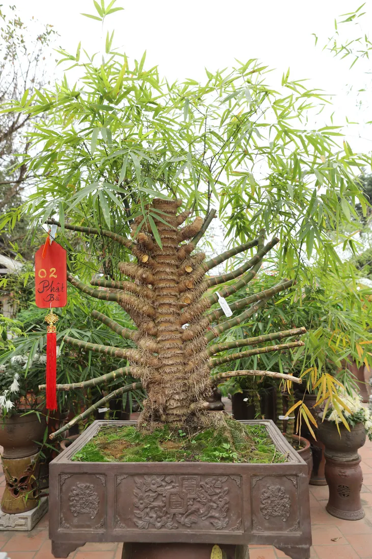 Chàng nghệ nhân bonsai 9x với khát khao lan tỏa giá trị cây tre Việt Nam - Ảnh 8. Chàng nghệ nhân bonsai 9x với khát khao lan tỏa giá trị cây tre Việt Nam - Ảnh 8.