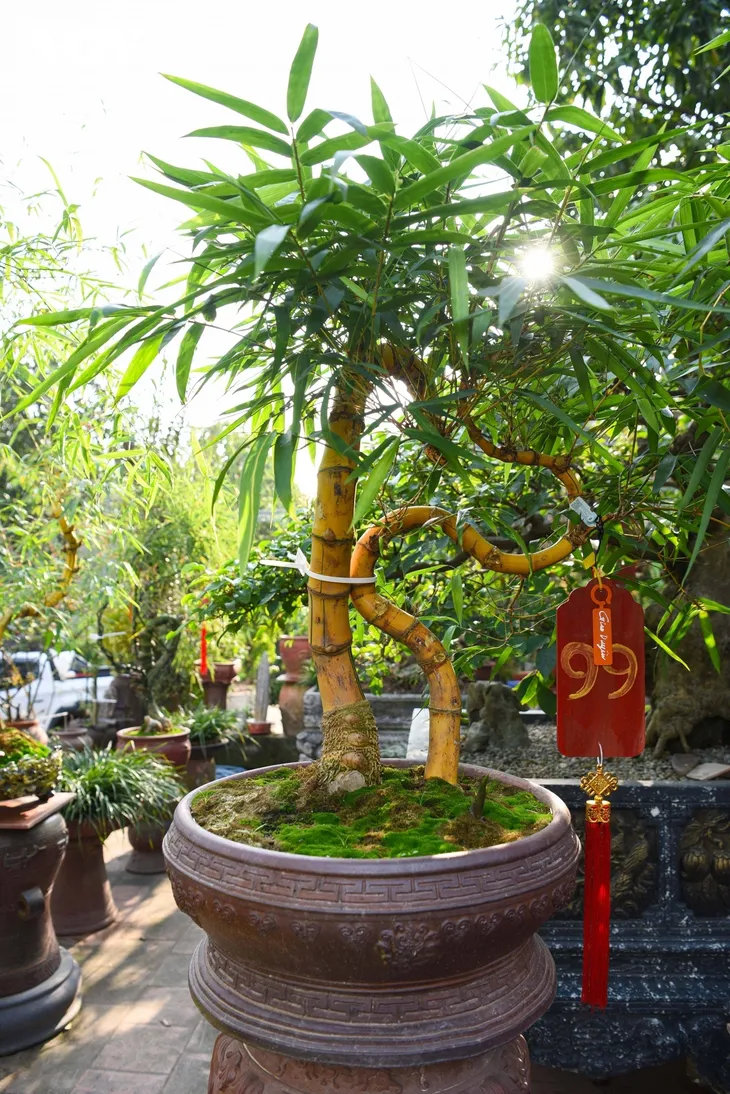 Chàng nghệ nhân bonsai 9x với khát khao lan tỏa giá trị cây tre Việt Nam - Ảnh 9. Chàng nghệ nhân bonsai 9x với khát khao lan tỏa giá trị cây tre Việt Nam - Ảnh 9.