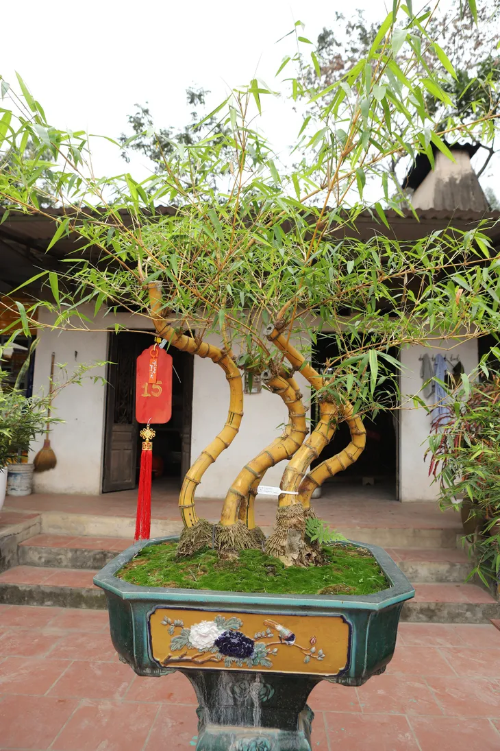 Chàng nghệ nhân bonsai 9x với khát khao lan tỏa giá trị cây tre Việt Nam - Ảnh 10. Chàng nghệ nhân bonsai 9x với khát khao lan tỏa giá trị cây tre Việt Nam - Ảnh 10.