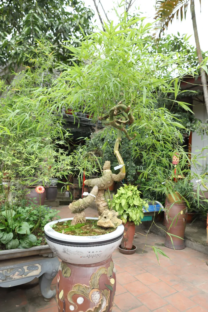 Chàng nghệ nhân bonsai 9x với khát khao lan tỏa giá trị cây tre Việt Nam - Ảnh 11. Chàng nghệ nhân bonsai 9x với khát khao lan tỏa giá trị cây tre Việt Nam - Ảnh 11.