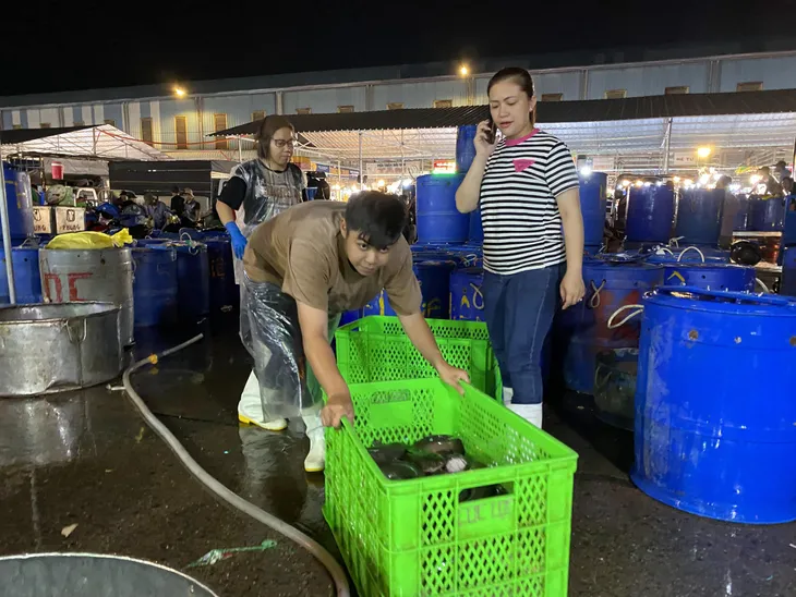 Chợ cá lóc ở TP Hồ Chí Minh nhộn nhịp ngày vía Thần Tài - Ảnh 2. Chợ cá lóc ở TP Hồ Chí Minh nhộn nhịp ngày vía Thần Tài - Ảnh 2.