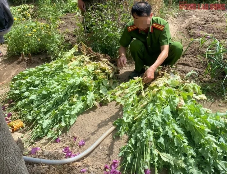 Kiểm tra vườn rau thảo mộc, phát hiện gần 500 cây thuốc phiện - Ảnh 1. Kiểm tra vườn rau thảo mộc, phát hiện gần 500 cây thuốc phiện - Ảnh 1.
