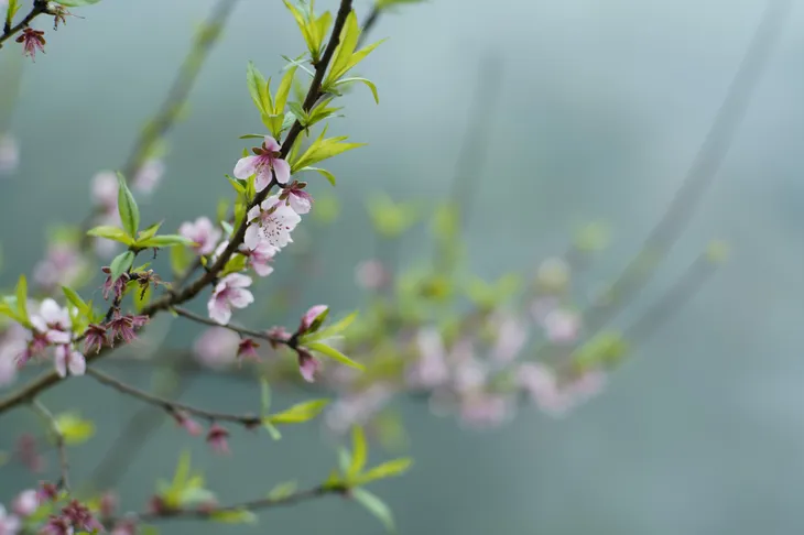 Hoa đào trong ngày Tết Nguyên Đán - Ảnh 1. Hoa đào trong ngày Tết Nguyên Đán - Ảnh 1.