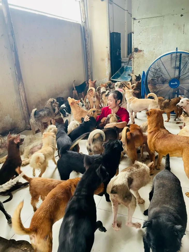 Cứu trợ chó mèo lang thang cùng Cocoon & Tổ chức động vật Châu Á - Ảnh 1. Cứu trợ chó mèo lang thang cùng Cocoon & Tổ chức động vật Châu Á - Ảnh 1.