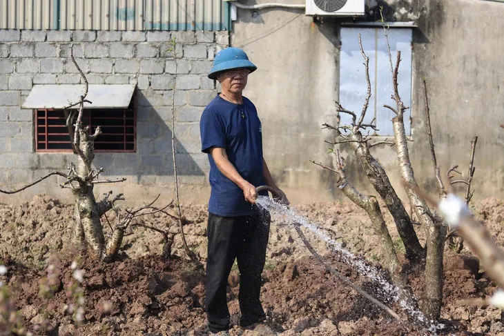 Thái Bình: Nhộn nhịp dịch vụ ký gửi đào sau Tết - Ảnh 3. Thái Bình: Nhộn nhịp dịch vụ ký gửi đào sau Tết - Ảnh 3.