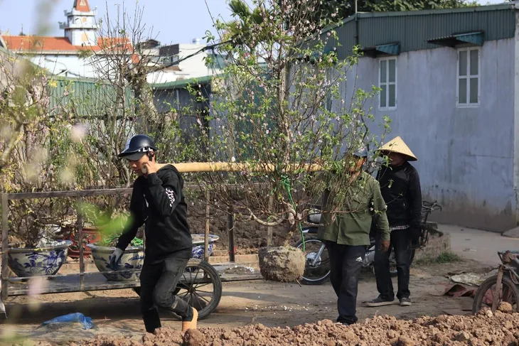 Thái Bình: Nhộn nhịp dịch vụ ký gửi đào sau Tết - Ảnh 1. Thái Bình: Nhộn nhịp dịch vụ ký gửi đào sau Tết - Ảnh 1.