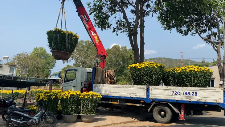 Bà Rịa - Vũng Tàu: Nhà vườn tất bật thu hoạch hoa bán Tết - Ảnh 7. Bà Rịa - Vũng Tàu: Nhà vườn tất bật thu hoạch hoa bán Tết - Ảnh 7.