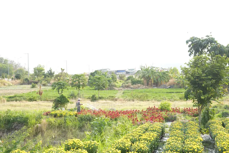Bà Rịa - Vũng Tàu: Nhà vườn tất bật thu hoạch hoa bán Tết - Ảnh 8. Bà Rịa - Vũng Tàu: Nhà vườn tất bật thu hoạch hoa bán Tết - Ảnh 8.