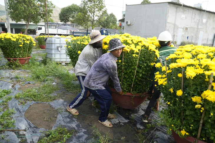 Bà Rịa - Vũng Tàu: Nhà vườn tất bật thu hoạch hoa bán Tết - Ảnh 2. Bà Rịa - Vũng Tàu: Nhà vườn tất bật thu hoạch hoa bán Tết - Ảnh 2.