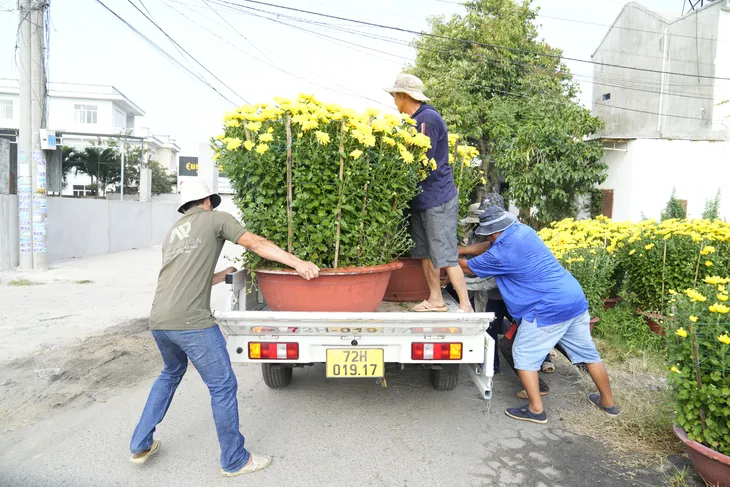 Bà Rịa - Vũng Tàu: Nhà vườn tất bật thu hoạch hoa bán Tết - Ảnh 3. Bà Rịa - Vũng Tàu: Nhà vườn tất bật thu hoạch hoa bán Tết - Ảnh 3.