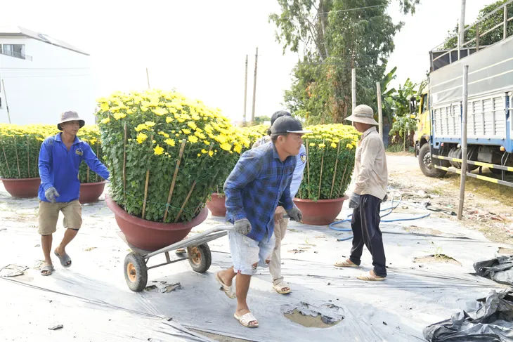 Bà Rịa - Vũng Tàu: Nhà vườn tất bật thu hoạch hoa bán Tết - Ảnh 5. Bà Rịa - Vũng Tàu: Nhà vườn tất bật thu hoạch hoa bán Tết - Ảnh 5.