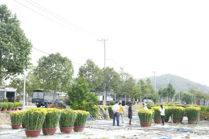 Bà Rịa - Vũng Tàu: Nhà vườn tất bật thu hoạch hoa bán Tết - Ảnh 12. Bà Rịa - Vũng Tàu: Nhà vườn tất bật thu hoạch hoa bán Tết - Ảnh 12.