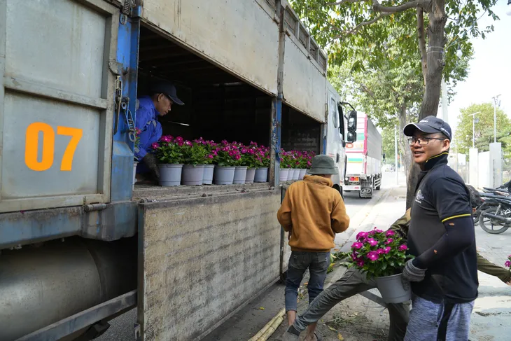 Bà Rịa - Vũng Tàu: Nhà vườn tất bật thu hoạch hoa bán Tết - Ảnh 6. Bà Rịa - Vũng Tàu: Nhà vườn tất bật thu hoạch hoa bán Tết - Ảnh 6.