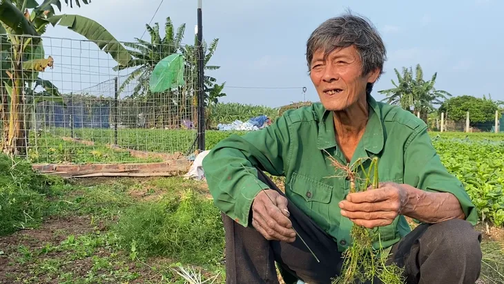 Làng lá mùi tại Hà Nội tất bật vào vụ thu hoạch lớn nhất năm - Ảnh 2. Làng lá mùi tại Hà Nội tất bật vào vụ thu hoạch lớn nhất năm - Ảnh 2.