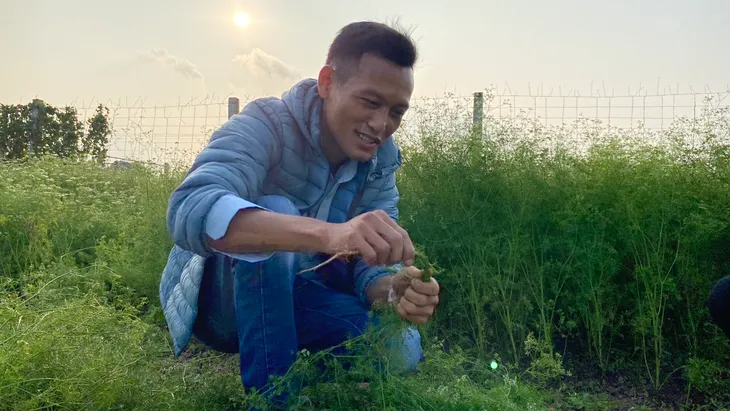 Làng lá mùi tại Hà Nội tất bật vào vụ thu hoạch lớn nhất năm - Ảnh 4. Làng lá mùi tại Hà Nội tất bật vào vụ thu hoạch lớn nhất năm - Ảnh 4.