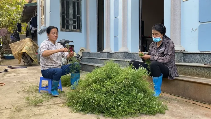 Làng lá mùi tại Hà Nội tất bật vào vụ thu hoạch lớn nhất năm - Ảnh 5. Làng lá mùi tại Hà Nội tất bật vào vụ thu hoạch lớn nhất năm - Ảnh 5.