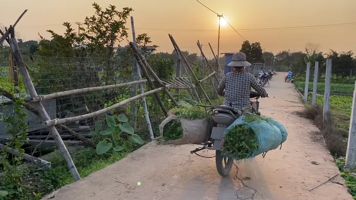 Làng lá mùi tại Hà Nội tất bật vào vụ thu hoạch lớn nhất năm - Ảnh 6. Làng lá mùi tại Hà Nội tất bật vào vụ thu hoạch lớn nhất năm - Ảnh 6.